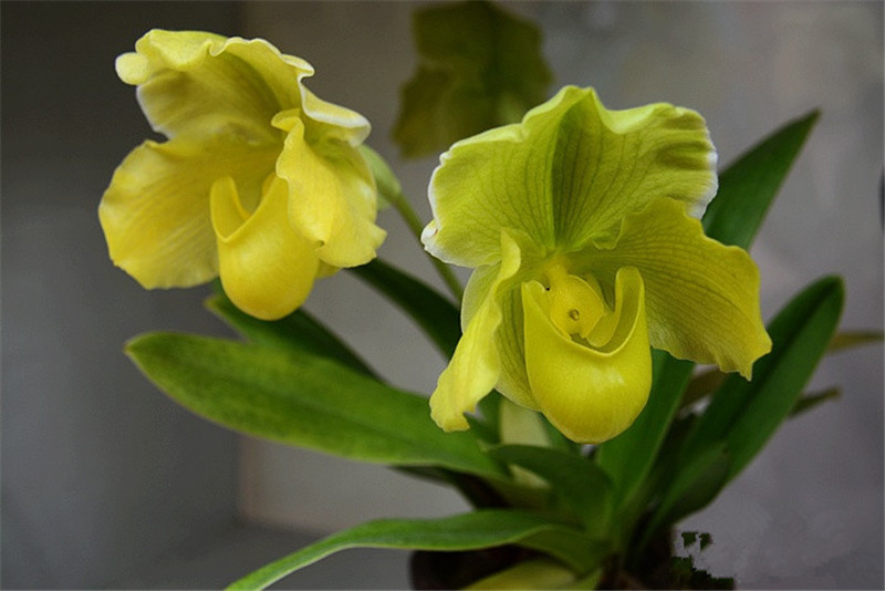 杏花微雨逢君——杏黃兜蘭