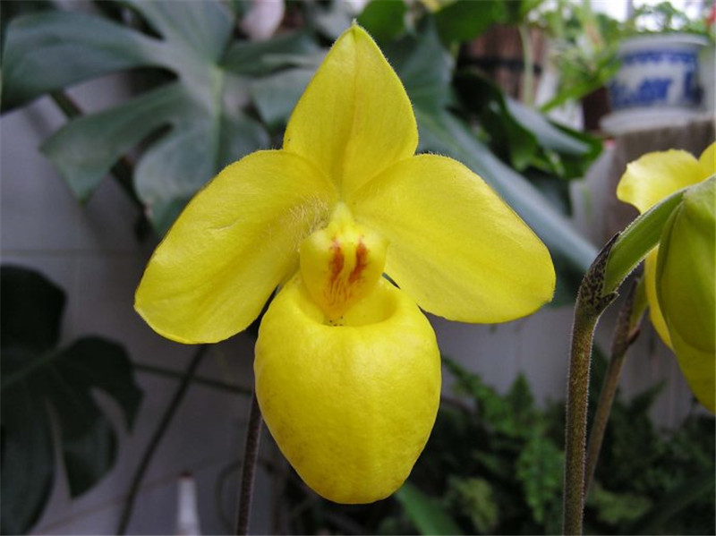 杏花微雨逢君——杏黃兜蘭