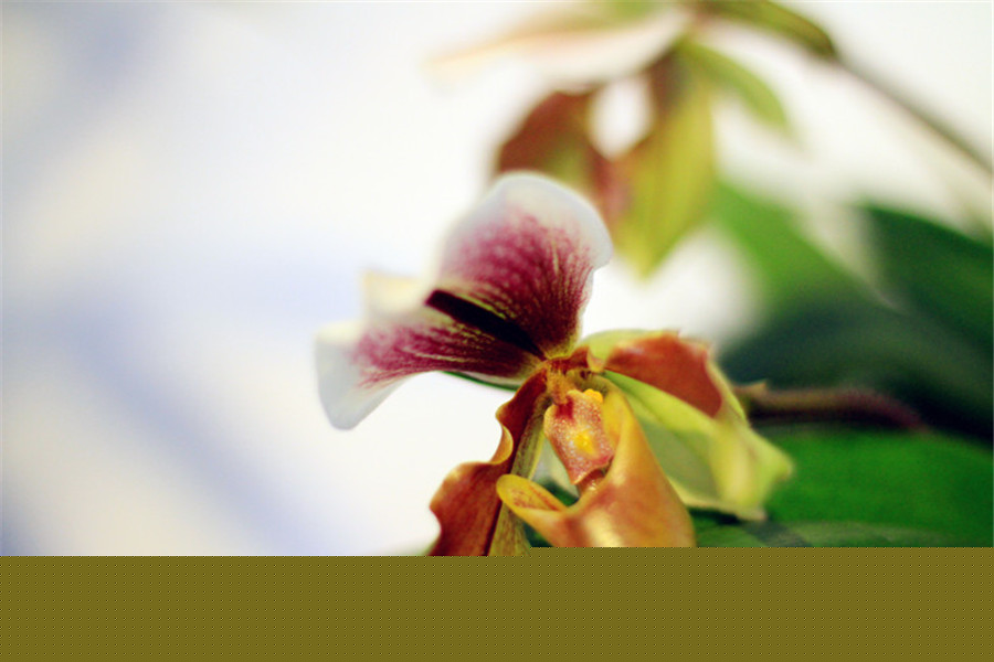 朦朦朧朧的紫毛兜蘭