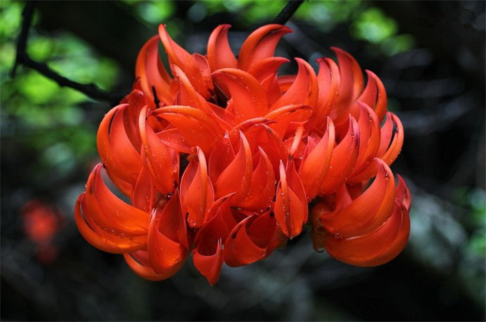 紅紅火火——紅玉藤