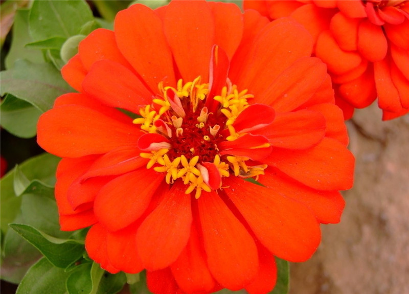 百日草美圖欣賞