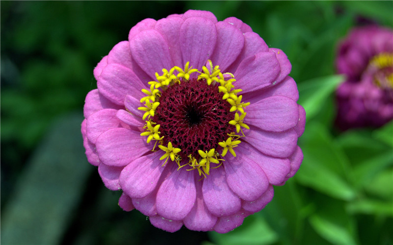 百日草圖片欣賞