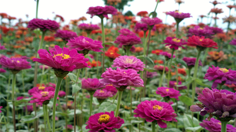 花有百日紅——百日草