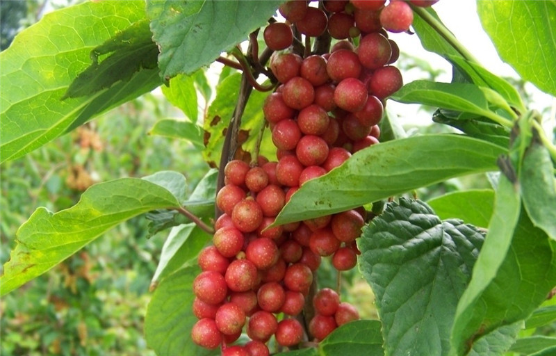 五味子圖片欣賞