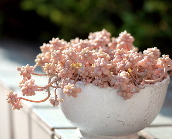 造型別致的姬秋麗