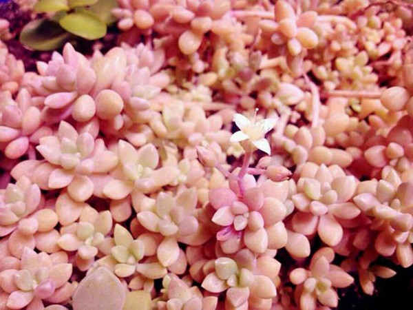 粉嫩小巧的姬秋麗