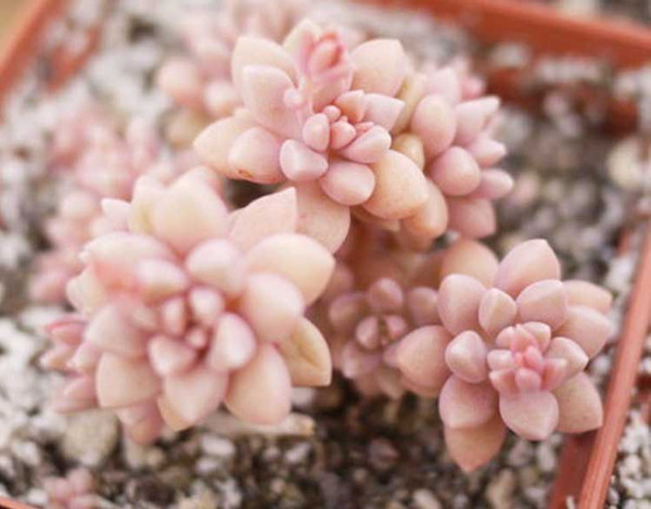 豆蔻年華——姬秋麗