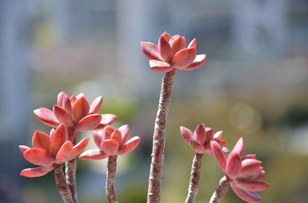 別有趣味的姬秋麗