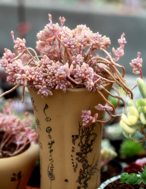 粉嫩小巧的姬秋麗