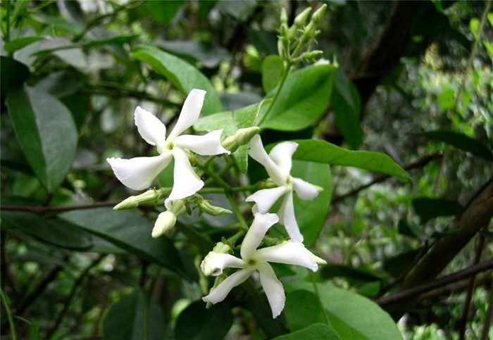 絡(luò)石美圖欣賞