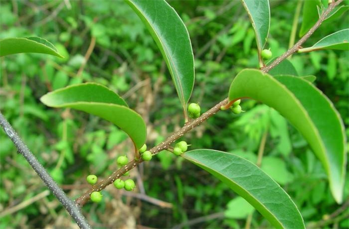 南蛇藤圖片欣賞