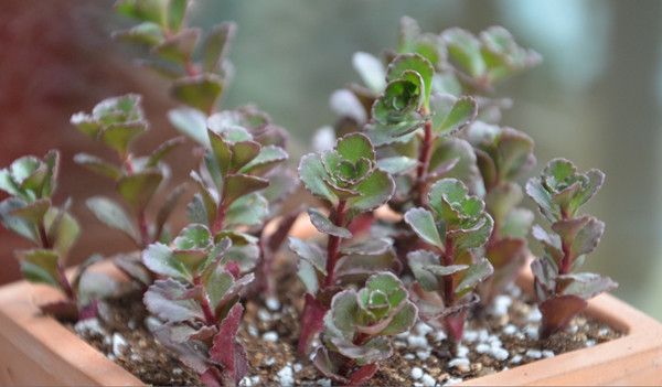 小球玫瑰美圖欣賞