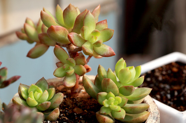 小球玫瑰美圖欣賞