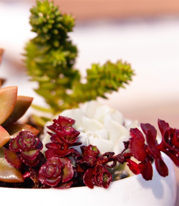 小球玫瑰美圖欣賞