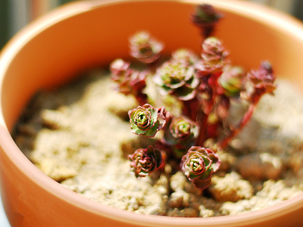 小球玫瑰美圖欣賞