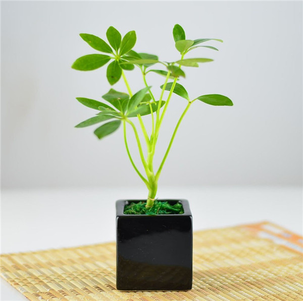 竹簽上的鴨腳木