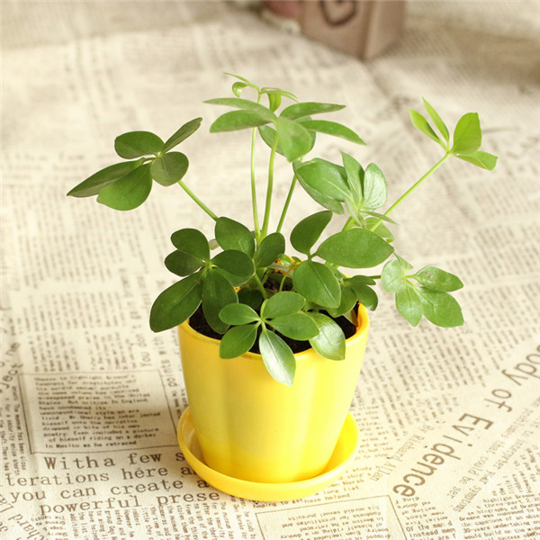 報(bào)紙上鴨腳木