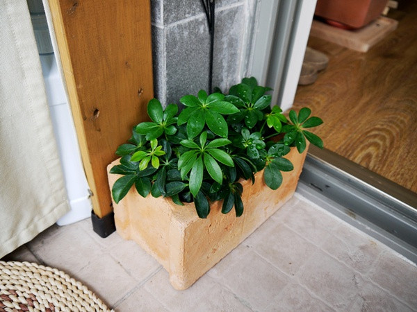 挺拔堅硬的大葉傘——鴨