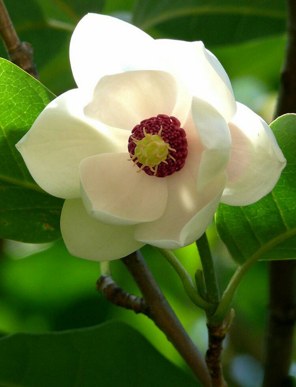 毫不張揚的天女花