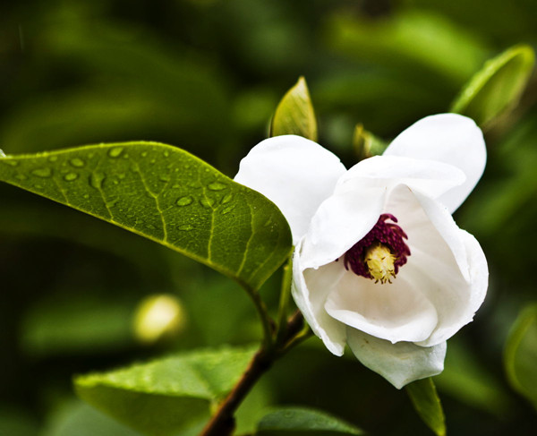 天女花——絕世獨立秀娉