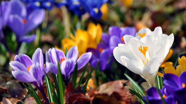 高原之上的藏紅花