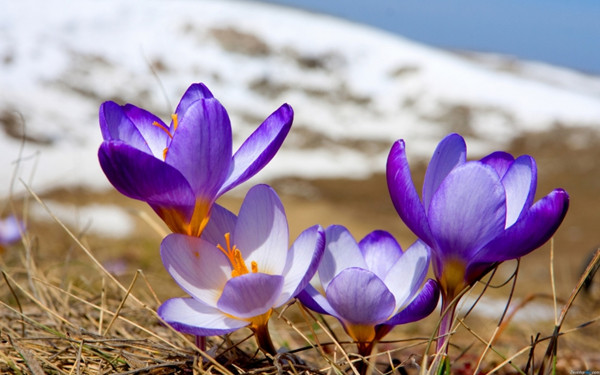 高原之上，藏紅花