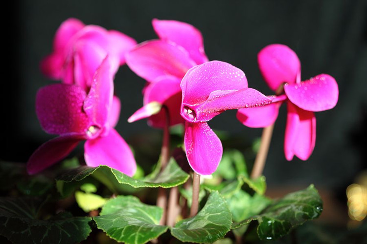 兔耳櫻唇仙客來(lái)