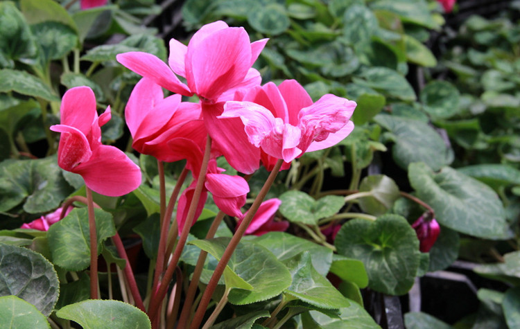 最是人間好顏色