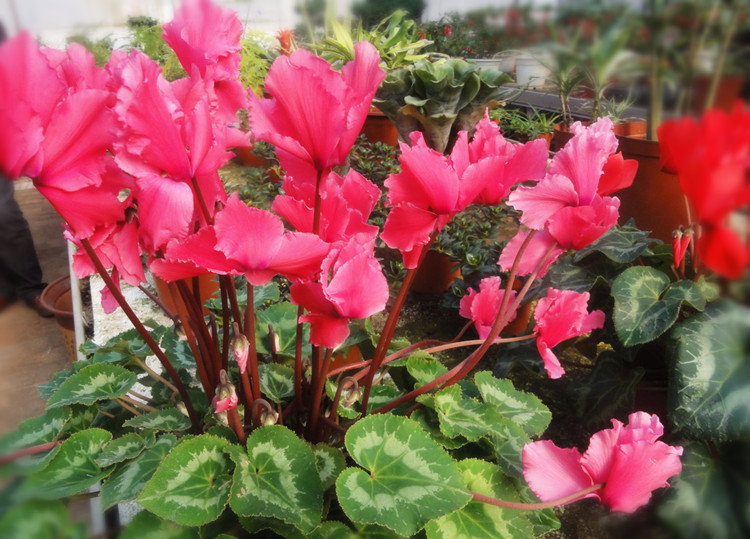 國(guó)花仙客來(lái)