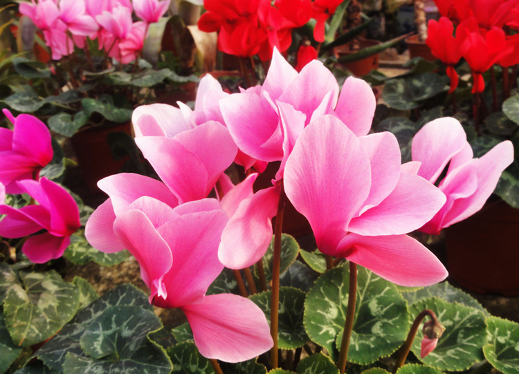 兔耳櫻唇仙客來