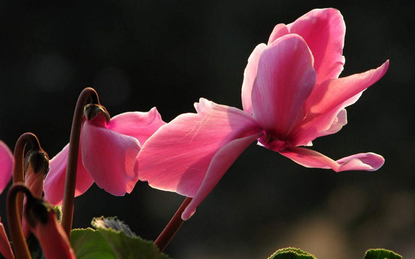 奏一支仙客來樂曲