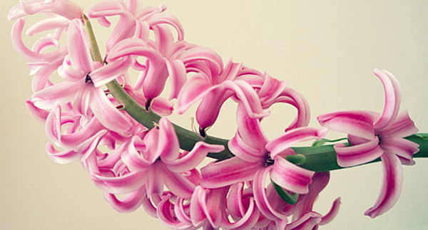 傾慕與浪漫的代言——粉色風(fēng)信子