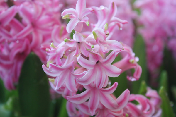 粉色風(fēng)信子