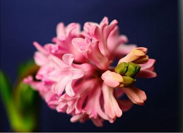 傾慕與浪漫的代言——粉色風(fēng)信子