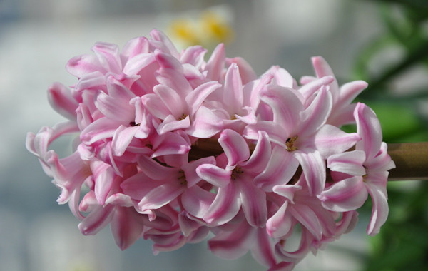 粉色風(fēng)信子