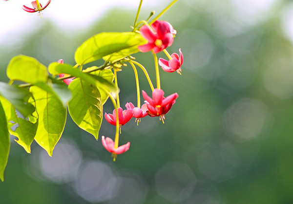 溫潤如玉——使君子