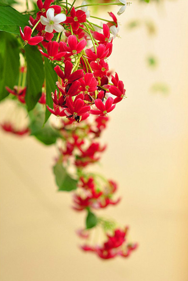 謙謙君子，溫潤如玉——使