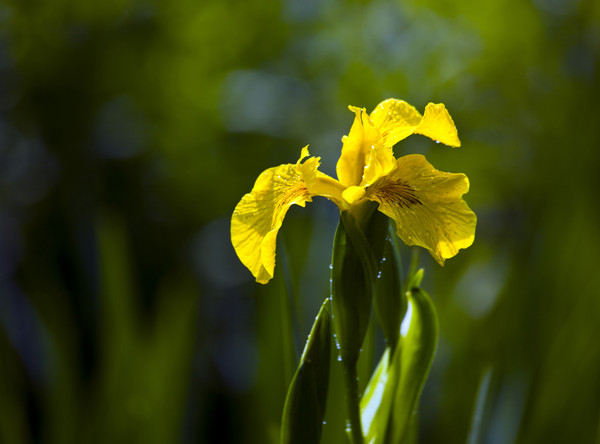 水生鳶尾——黃菖蒲
