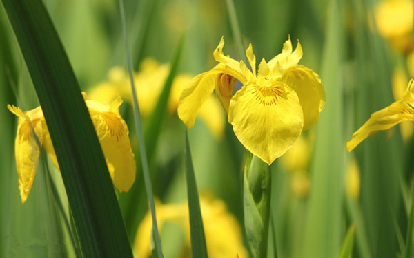 水生鳶尾——黃菖蒲