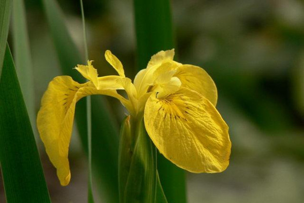 水生鳶尾