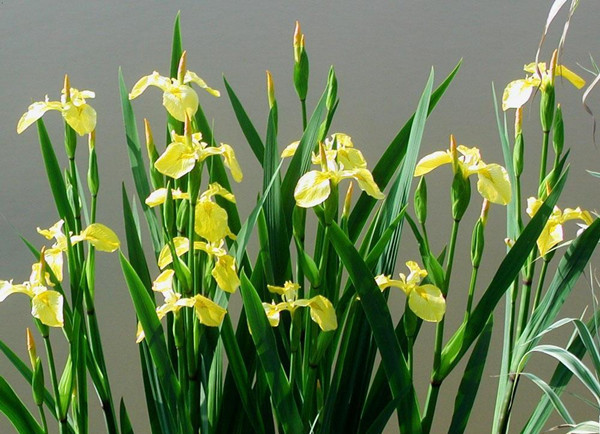 黃菖蒲