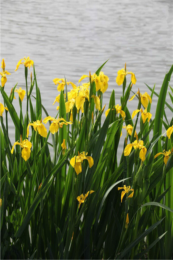 水生鳶尾——黃菖蒲