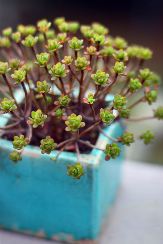 小人祭的朦朧美