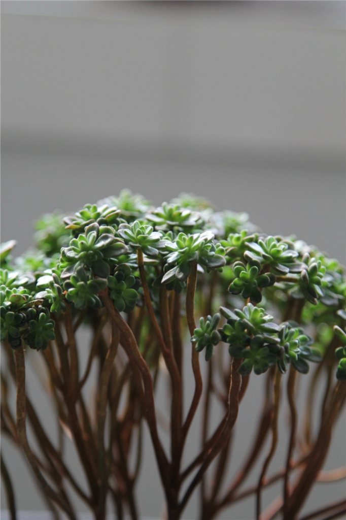 小人祭：人小鬼大愛低頭