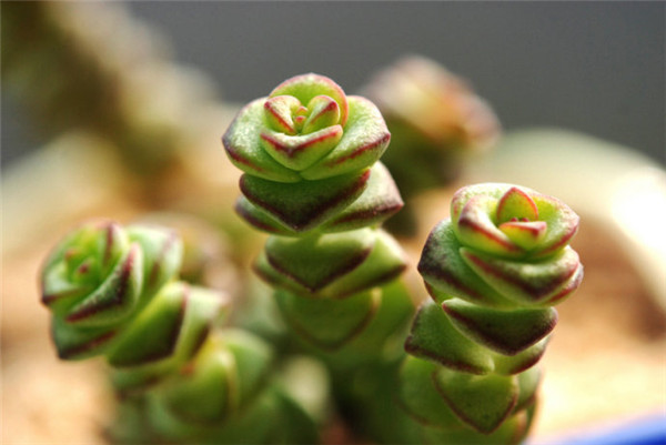 陽(yáng)光下錢(qián)串