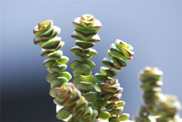 直立向上的錢(qián)串