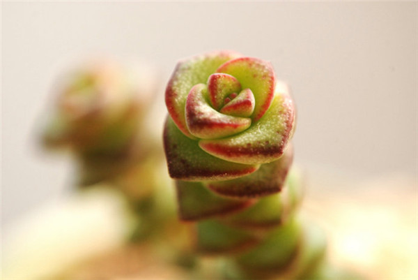 朦朧中錢(qián)串