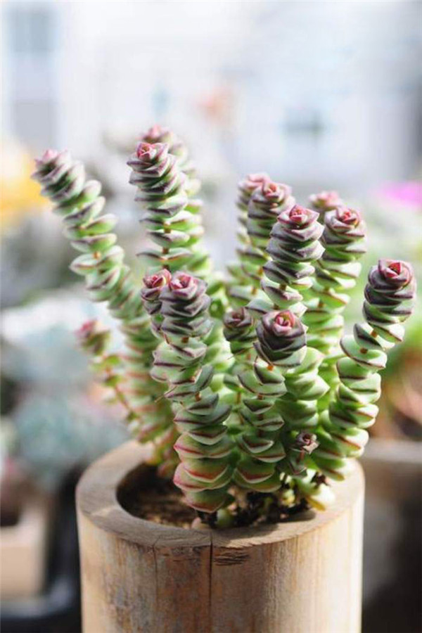 經(jīng)典中的經(jīng)典，超牛錢串