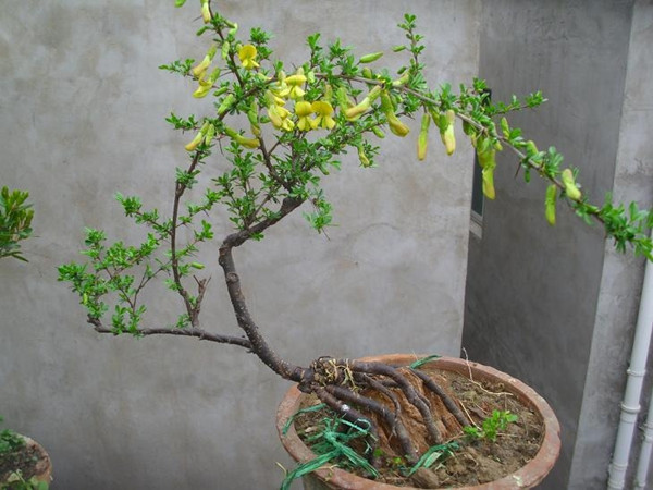 不會打鳴的錦雞兒盆景