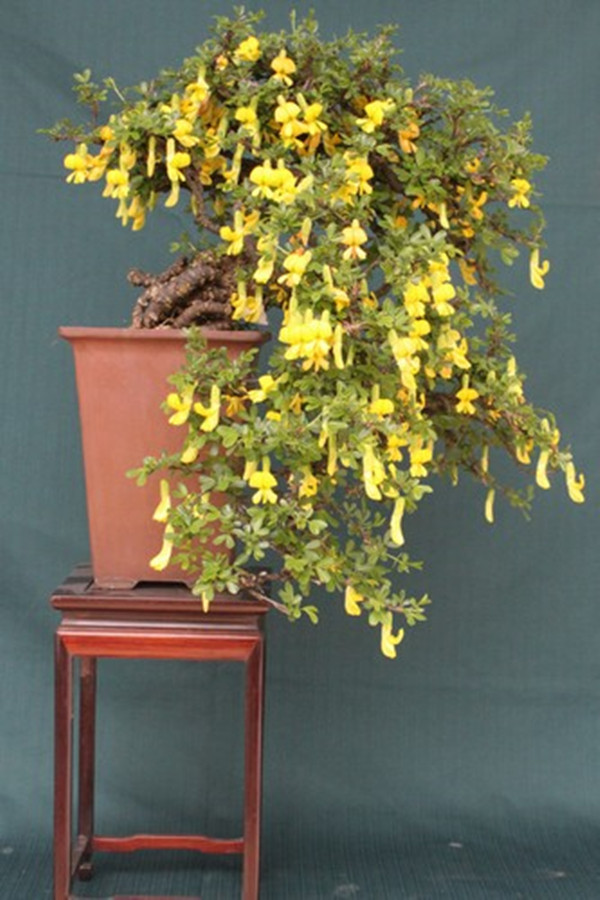 錦雞兒盆景的圖片